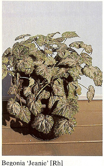B. ‘Jeanie’